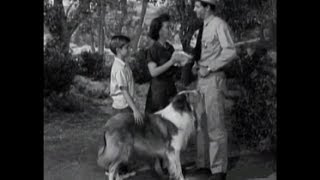 Lassie  Episode 36  quotThe Rivalquot Season 2 10  11131955 [upl. by Roleat424]