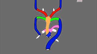 Aortic arches development [upl. by Weitman]