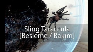 Bebek Tarantula Besleme  Bakım [upl. by Riccardo240]