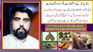 jund badastar kay istimalat fawaid aor nuqsan  castoreum benefits and sideeffects by jolly azeem [upl. by Shirline555]