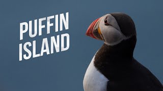 PUFFIN ISLAND  The Cutest Birds Alive  Cinematic Norway [upl. by Aciretahs]