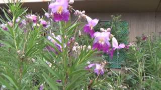 Copy of Timeless Beauty Desert Willow  10 Second Garden Escape [upl. by Eegnat]