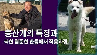 풍산개의 특징과 험준한 산속에서의 적응과정을 알려드립니다 [upl. by Sapphera]