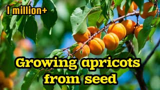 Growing Apricots From Seed  grow apricots Tree  Germinate apricot  gardening House Guru [upl. by Pare]