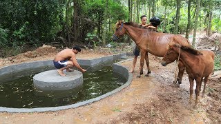 Build swimming pool for Horse [upl. by Delores22]