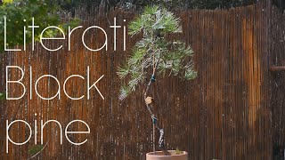 Literati Black Pine  Arkefthos Bonsai [upl. by Aneehsak]