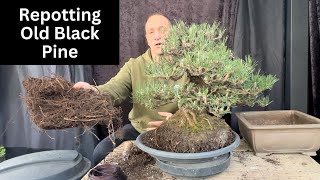 Bonsai repotting of mature Japanese Black Pine don’t be scared to repot [upl. by Yboj974]