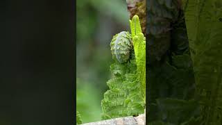 OSTRICH FERN AKA Fiddlehead Fern perfect for your shade or water garden [upl. by Nora]