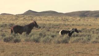 Whispers From The Wild Ones Mustangs as our Master Teachers promo DVD [upl. by Lupien]