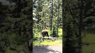 Bear sighting at Yellowstone National Park wyomingadventure wyoming nationalpark grandtetons [upl. by Ymme]