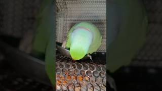 Mittu Katori katori 🦜shortvideo mittu mithubesty talkingmitthu parrottalking MittuBetao9w [upl. by Piper454]