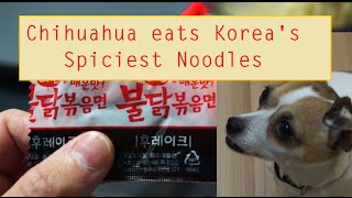 Chihuahua eats Koreas Spiciest Noodles [upl. by Carlisle]