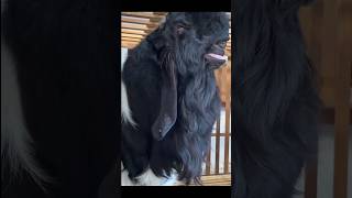 Farm par breeder achhi nasal ka rakhe 2 trending viralvideo facts pets animals sawale goat [upl. by Ataliah]