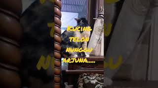 KUCING TELON MENANTI SANG KEKASIH [upl. by Eannej970]