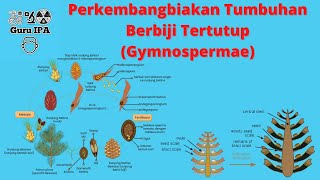 Perkembangbiakan tumbuhan berbiji terbuka  gymnospermae [upl. by Syl]