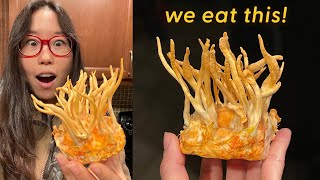 GROWING CORDYCEPS MUSHROOMS at Home Episode 3 [upl. by Espy924]