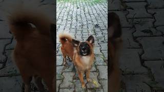 dog sound video  dog jumping video  barking dog  Kutta  dogs  dog video shorts [upl. by Olathe]