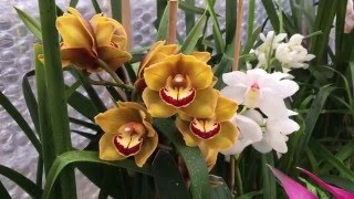 Cymbidiums—blooms and care [upl. by Theodor]