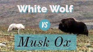 White Wolf vs Musk Ox [upl. by Genevieve]