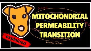 Mechanism of Mitochondrial permeability transition MPT [upl. by Arorua989]