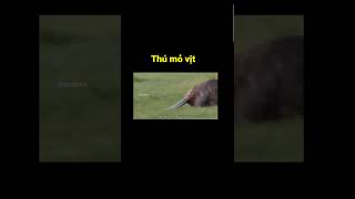 Thú mỏ vịt film animals thegioidongvat movie phimhay wildlife [upl. by Rezal290]