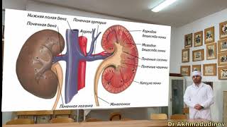 Почки Топографическая анатомия Почек [upl. by Aldred]