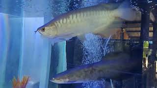 Asian arowanas arapaima albino silver new tank [upl. by Chico]