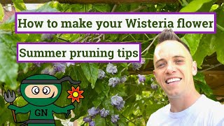 How to make your Wisteria flower Summer pruning guide [upl. by Welch]