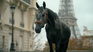 Guibert Paris  Un cheval en liberté dans Paris [upl. by Searby]