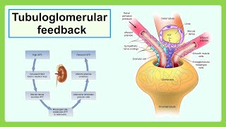 tubuloglomerular feedback [upl. by Nadda3]