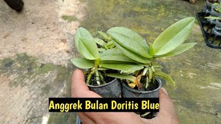 ANGGREK biru Doritis Blue [upl. by Anirbaz]