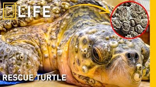 Saving sea turtles from barnacles a heartwarming battle for survival  Animal rescue compilation [upl. by Sairtemed428]