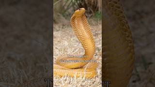 The boomslang is a highly venomous snake in the family Colubridae boomslangsnake boomslang facts [upl. by Annawat640]