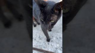 Black cats are BAD LUCK and have harmful side affects [upl. by Akinal]