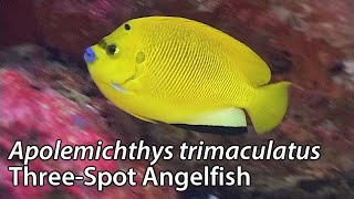 ThreeSpot Angelfish Apolemichthys trimaculatus Stock Footage  PAL DV [upl. by Astred]