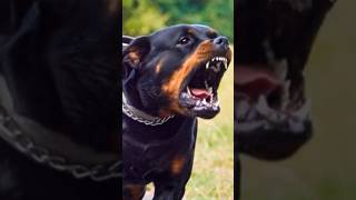 A mordida mais forte pitbull rottweiler [upl. by Subir]