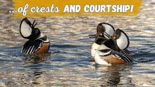 Hooded Merganser  Fantastic Crest and Humorous Courtship Display [upl. by Latrena]