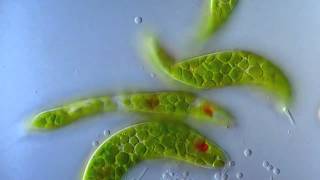 Эвглена зеленая движется под микроскопом Euglena viridis moving under the microscope [upl. by Delphinia439]