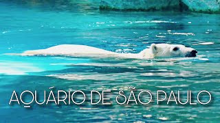 AQUÁRIO DE SÃO PAULO  DIA DO URSO POLAR [upl. by Aynav171]