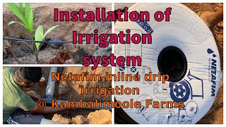 How to install inline drip irrigation system  Netafim Inline dripping for Areca  ಹನಿ ನೀರಾವರಿ [upl. by Dierdre]