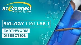 Biology Lab  Earthworm Dissection [upl. by Ynaitirb114]