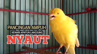 KENARI GACOR PANJANG Emosi Cuit Cuit NGEROL AMPUH utk Pancingan Kenari Paud Belajar Bunyi [upl. by Hteik107]