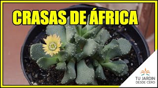 👉🏼 Os muestro mis primeros Aloinopsis y Titanopsis  Cuidados ✅ [upl. by Tnilk]