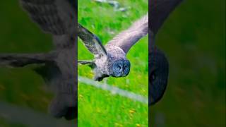 Great Owl Flying🦉🦅Beautiful Eagle Owl  Relaxing Sounds nature owl shorts birdslover pets [upl. by Assilev51]