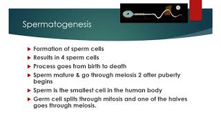 Spermatogenesis [upl. by Yreved]