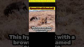 Wild Faceoff  Hyenas vs Brown HyenaStrandwolf Showdown [upl. by Eserehc]