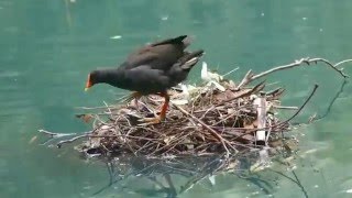 Moorhen building her nest  தண்ணீரில் கூடு கட்டும் தாழைக்கோழி [upl. by Heidy]