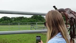 Some horses buck the first time they are saddled [upl. by Thad530]