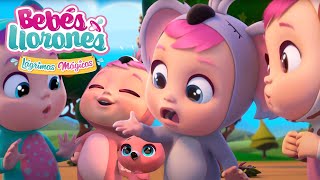 Unicornios Magicos 🦄🦄🦄  BEBÉS LLORONES 💧 LÁGRIMAS MÁGICAS 💕 Capitulos Completos [upl. by Ivan]