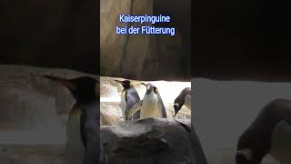 Kaiserpinguine bei der Fütterung Zoologische Woche🐧 Pingüinos emperador alimentándose 🐧🐧 [upl. by Allesiram]